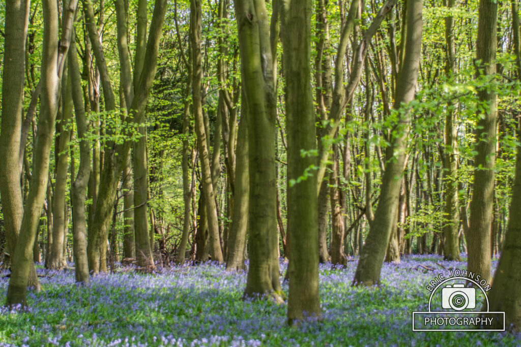 Ashridge: Outdoor shoot 10 DSC 0336 1