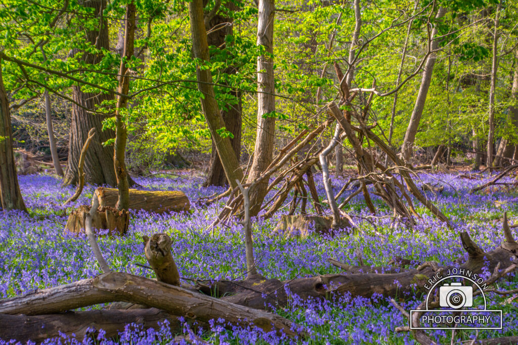 Ashridge: Outdoor shoot 9 DSC 0450 1