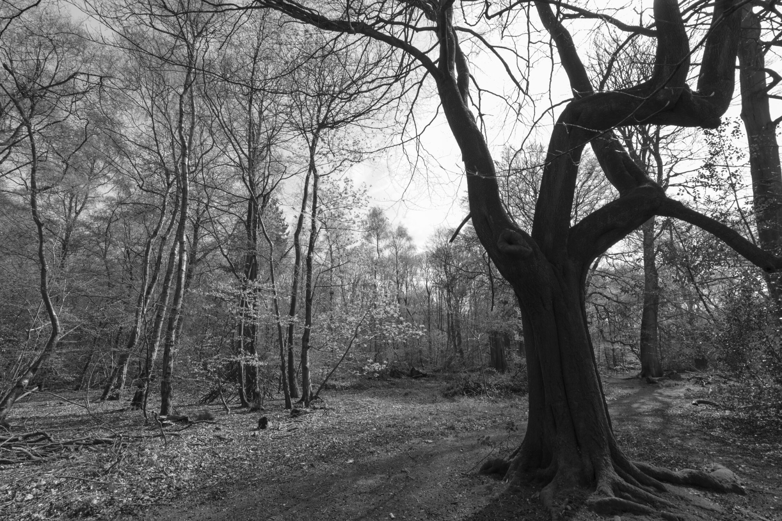 Tokina 11-16mm lens - first thoughts 7 DSC_0539