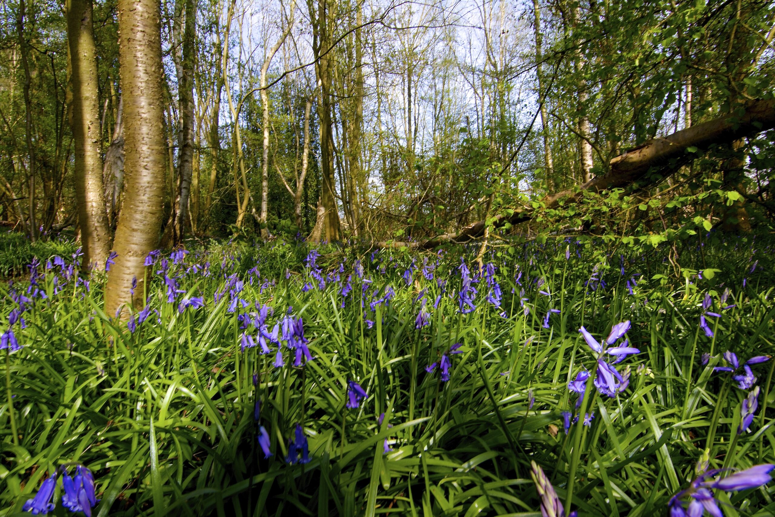 Tokina 11-16mm lens - first thoughts 10 Bluebells